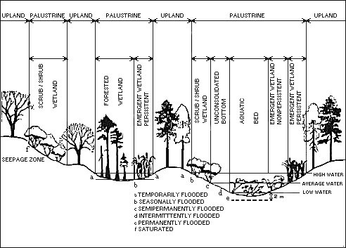 A chart showing the main types of wetlands in nature.