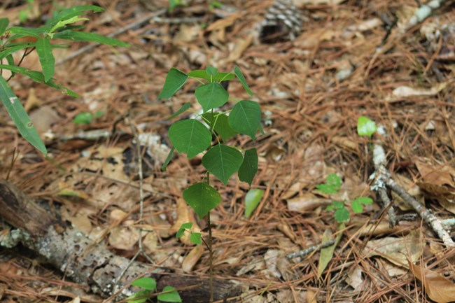 A Chinese tallow sapling