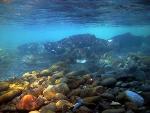Elwha River Chinook salmon