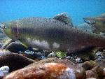 Elwha River pink salmon