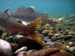 Pink salmon, Elwha River