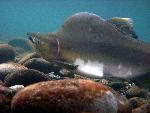 Male pink salmon, Elwha River