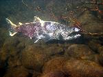 Female Chinook salmon, Elwha River
