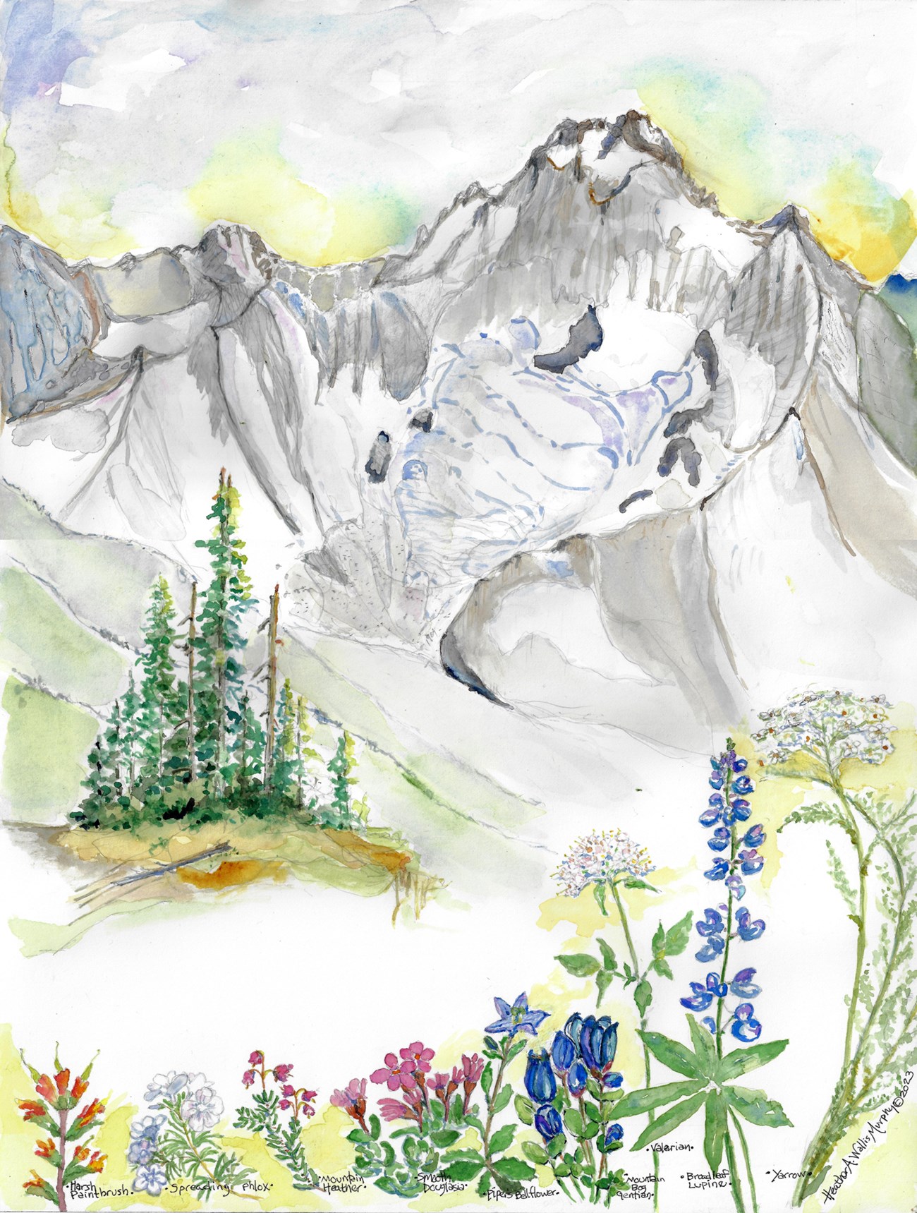 A watercolor mountain with a glacier tucked below its peak. A stand of evergreen trees is clustered below, and in the foreground, a row of different wildflowers.