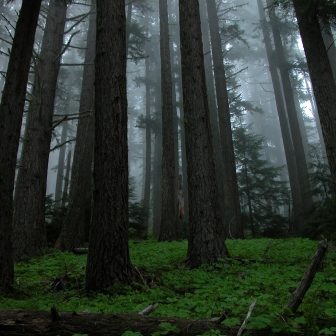 Hurricane Forest 