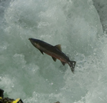 coho salmon jumping upstream