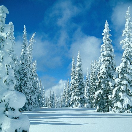 Winter trees