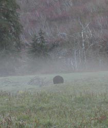 Bear in the fog.