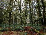Rain Forest