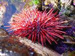 Urchin