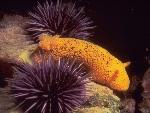 Tide Pool Colors
