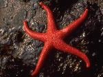 Blood Star