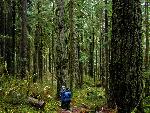 A Forest Walk