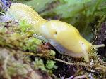Banana Slug