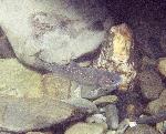 Elwha River bull trout