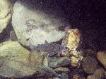 Elwha River bull trout (2)