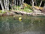 Biologist-diver snorkling in Elwha River.