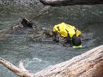Elwha snorkel survey