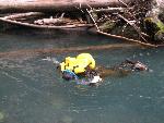 Elwha Snorkel Survey
