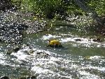 Snorkling near Wilder on the Elwha River.