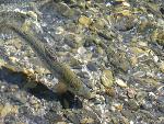 rainbow trout in upper Elwha River