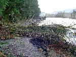 Damage to Quinault South Shore Road.