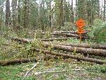 Wind-topped trees on Quinault North Fork Road.