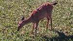 Blacktail Deer