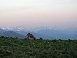Blacktail Deer