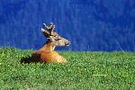 Blacktail Buck