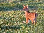 Blacktail Deer Fawn