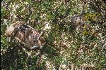 Blacktail Fawns