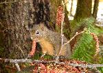 Douglas Squirrel in Tree