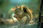 Douglas Squirrel