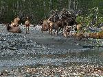 Roosevelt Elk on Hoh River