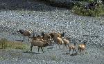Roosevelt Elk
