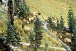 Roosevelt Elk on Mountain Slope