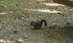 Douglas squirrel at campground