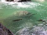 Coho at cascades