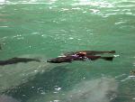 Coho swiming near cascades