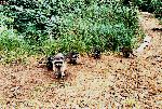 Raccoons at Sand Point