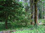 Elwha - 4