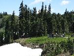 Visitors at one of the Hurricane Ridge overlooks