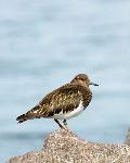 Black Turnstone