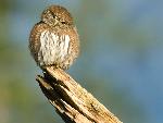 Northern pygmy owl