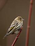 Pine siskin
