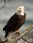Bald eagle