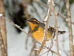 Varied thrush