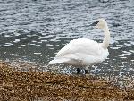 Trumpeter swan