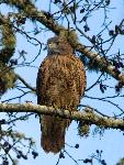 Red-tailed hawk